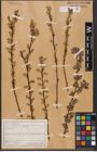 Foto von Salix aurita L.